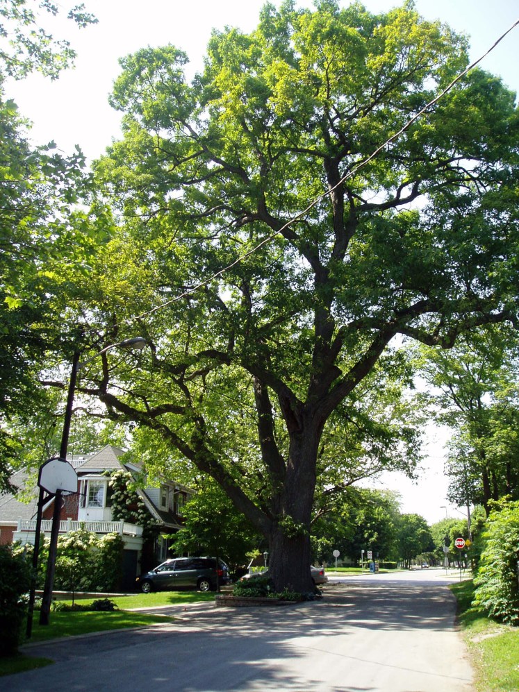White Oak - Heritage Tree