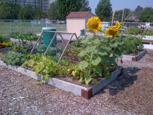 City of Burlington Community Garden - Amherst Park Sunflowers