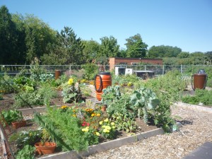 One of the city's community gardens