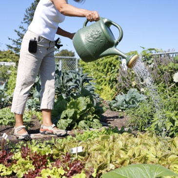 Maintaining a garden plot in one of the city's community gardens