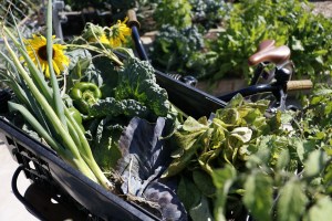 Harvest from Central Park Community Garden