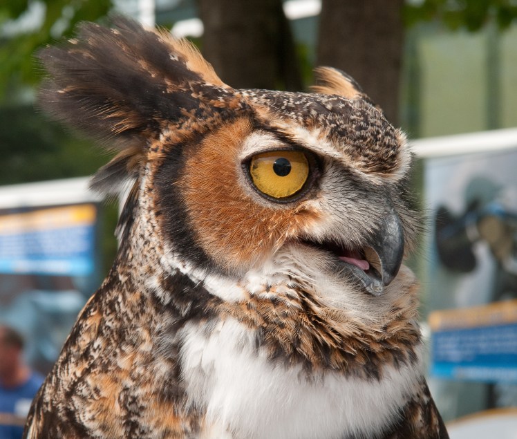 Chomper, a Great-Horned Owl living at Mountsberg