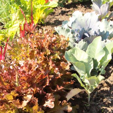 Local food grown at the Central Park Community Garden