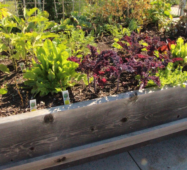 One of Burlington's community garden plots