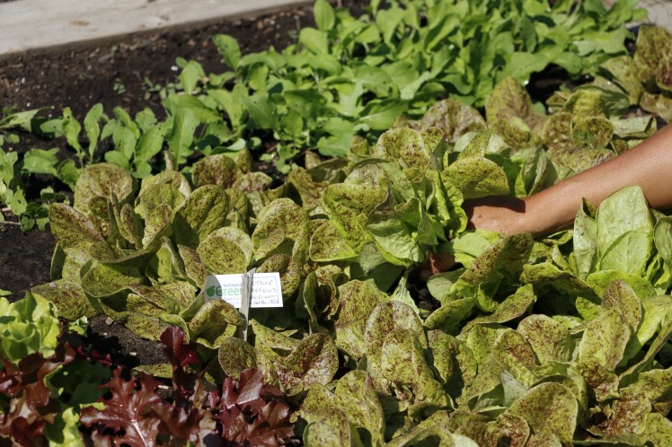 Tending to the Grow To Give Garden, where produce grown will be donated to local food banks.