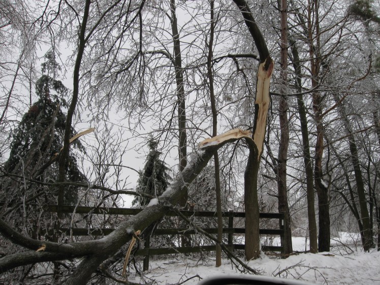 Tree damaged by ice storm