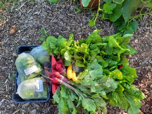 Harvest from the Burlington Food Bank plots at Maple Park Community Garden