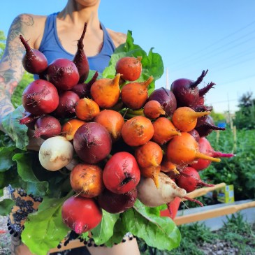 Radishes from the Maple Park Community Garden