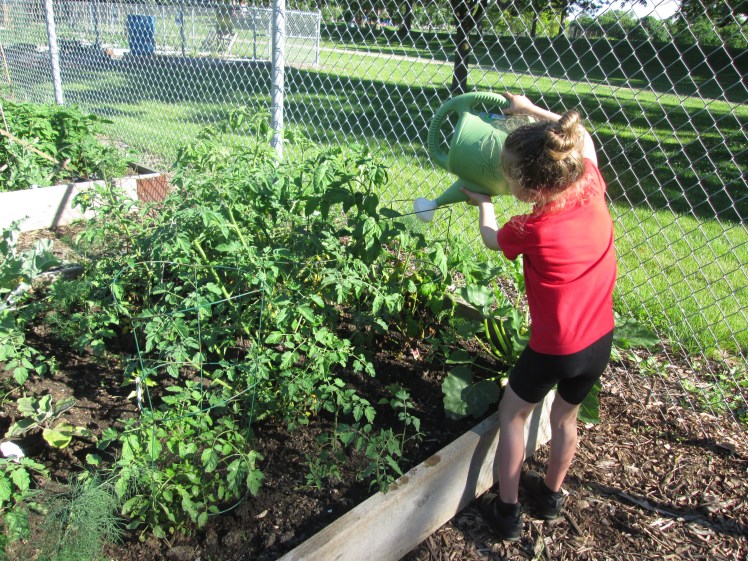 Child tending to a community garden plot.