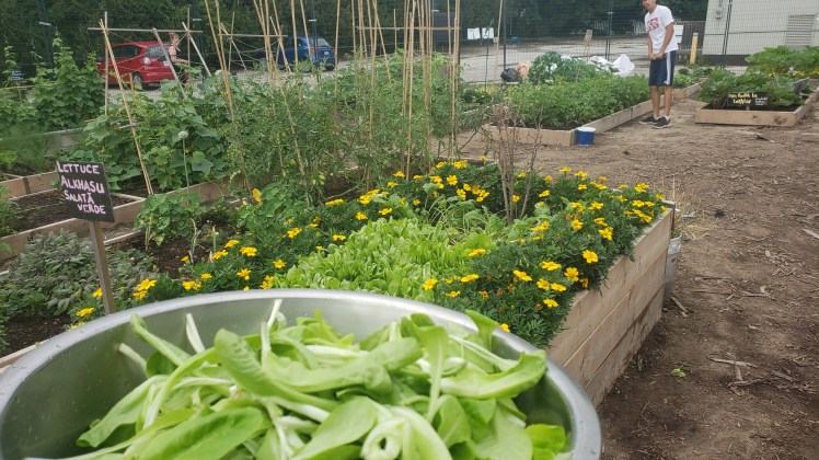 Fresh picked greens with community gardens in the background