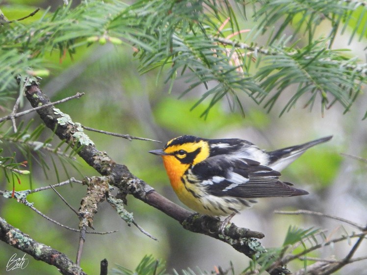 Blackburnian Warbler perched on a tree