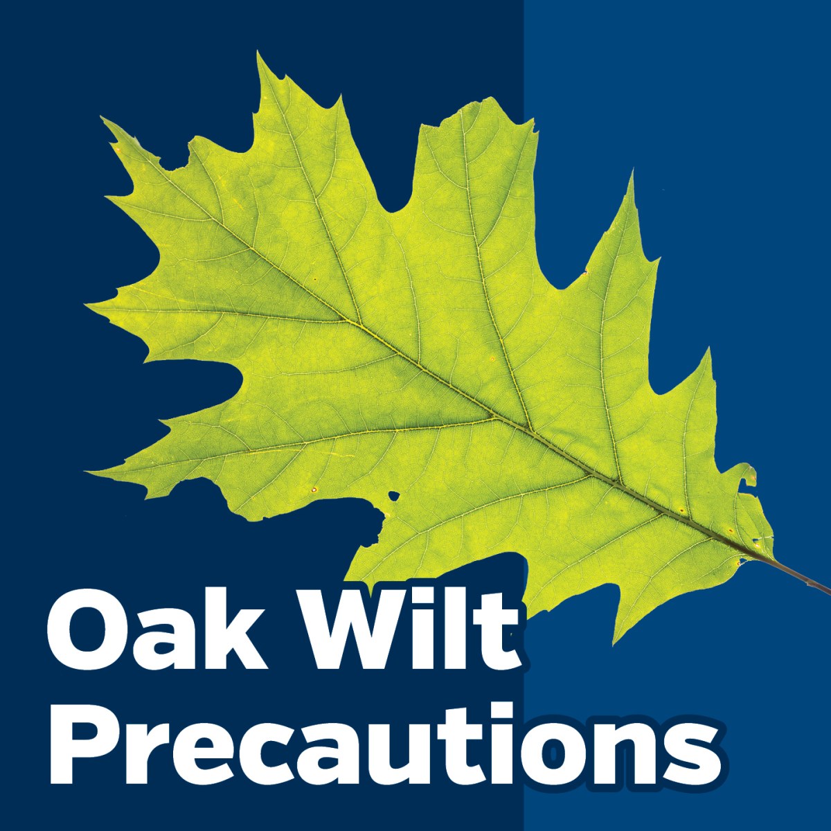 Tips for protecting oak trees in Burlington from oak wilt – Take Action ...